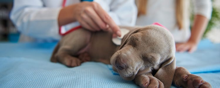 elementos del bienestar animal, estudia auxiliar veterinario