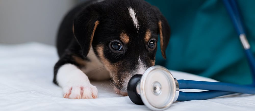 ¿Qué debes de hacer si a tu perro le da diarrea?