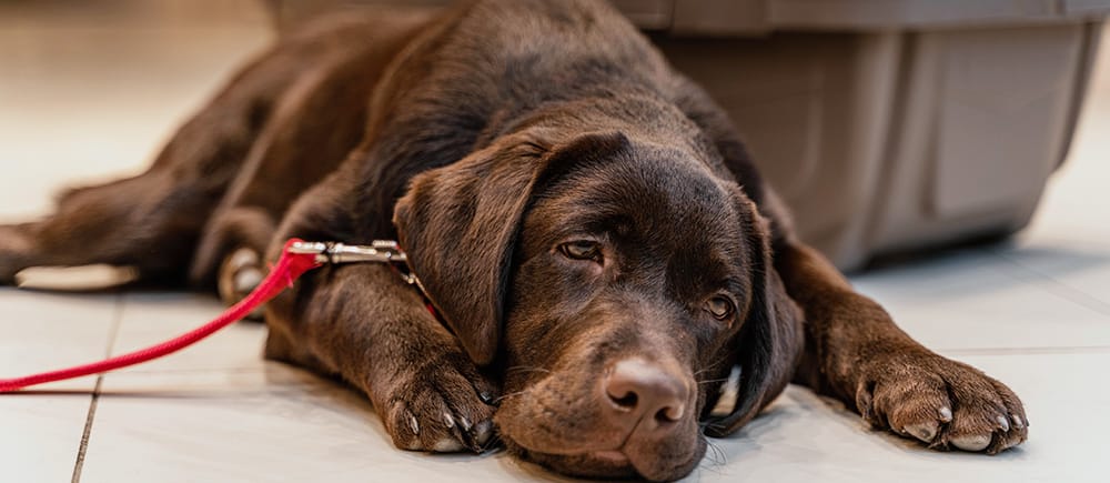 ¿Qué debes de hacer si a tu perro le da diarrea?