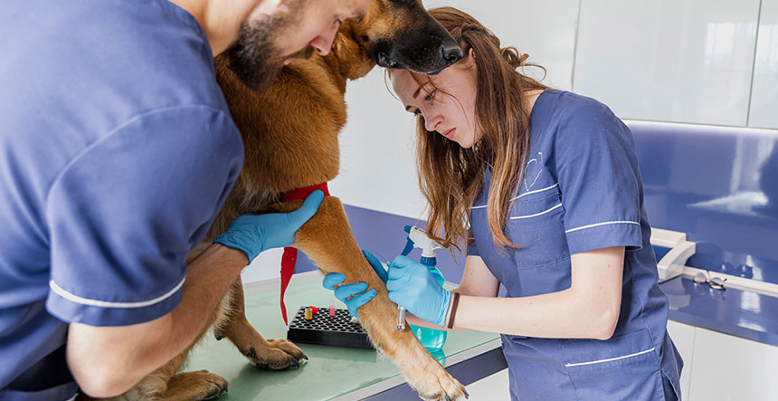 veterinario primero auxilios