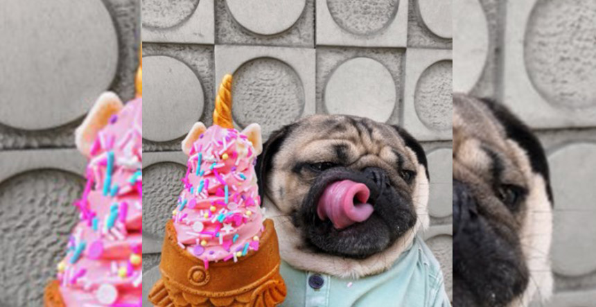 Mascotas más famosas de internet cuidado animal