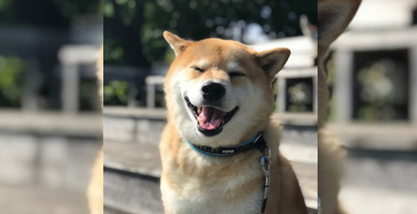 Mascotas más famosas de internet cuidado animal