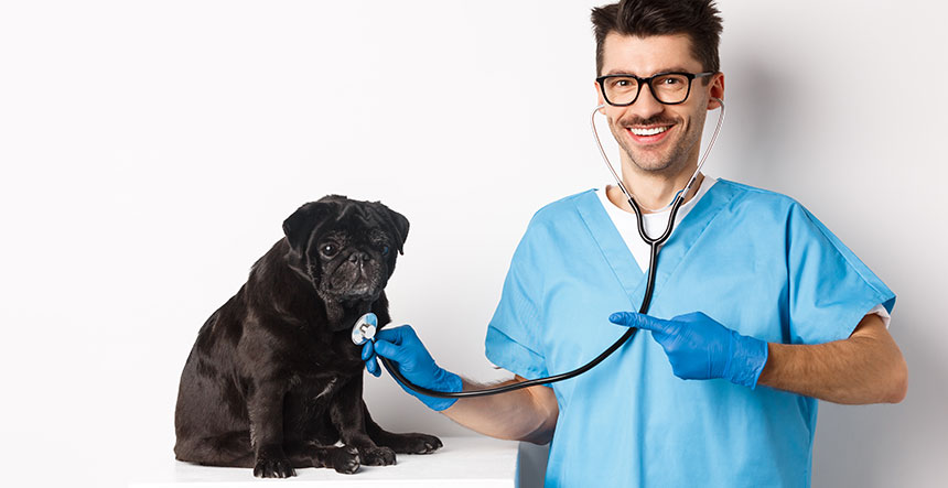 Más que consultas, un negocio integral auxiliar veterinario