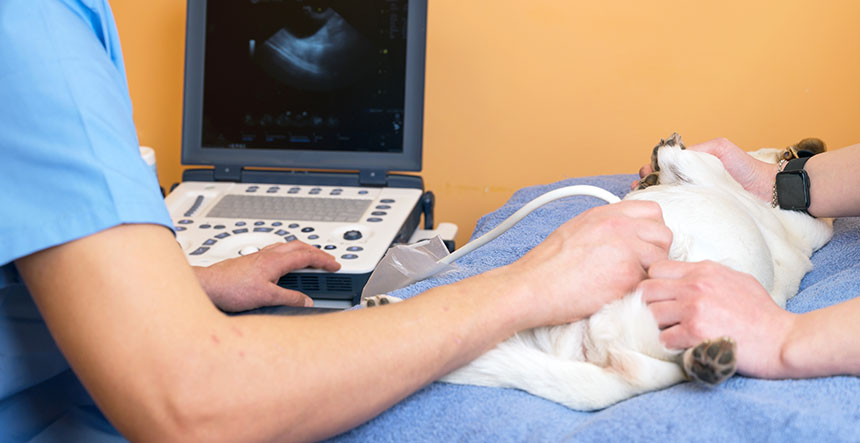 Ecografía y rayos X clínica veterinaria