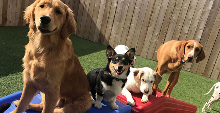 Guarderías para mascotas auxiliar veterinario