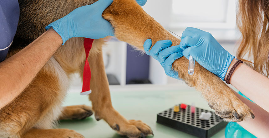 Análisis de sangre y orina clínica veterinaria