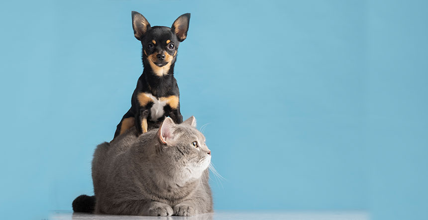 Cómo prepararte para trabajar con animales Eutanasia Animal