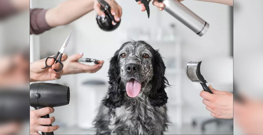 Transformando el aseo en un negocio exitoso auxiliar veterinario