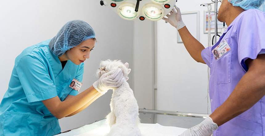  Espacios para procedimientos especializados clínica veterinaria