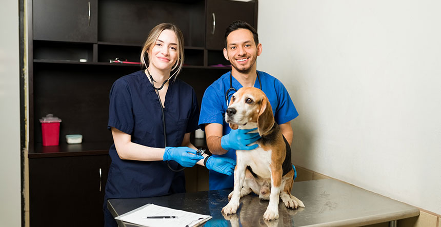 formación del personal veterinario