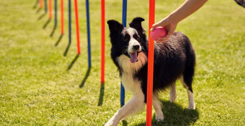 Servicios de entrenamiento y comportamiento animal