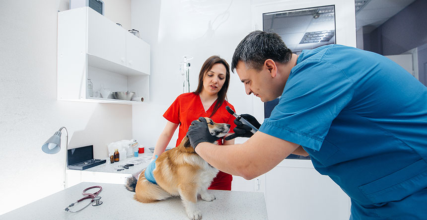 bienestar animal y el éxito de tu clínica veterinaria