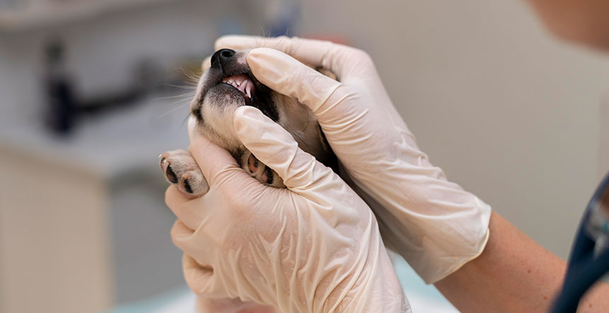 Los dientes de leche en cachorros