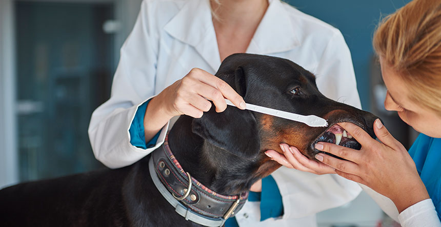 Asegura la salud dental de tu perro para garantizar su bienestar