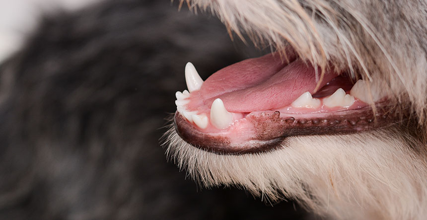 La importancia de los dientes en el bienestar animal