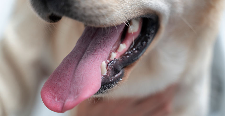 Características de los dientes permanentes